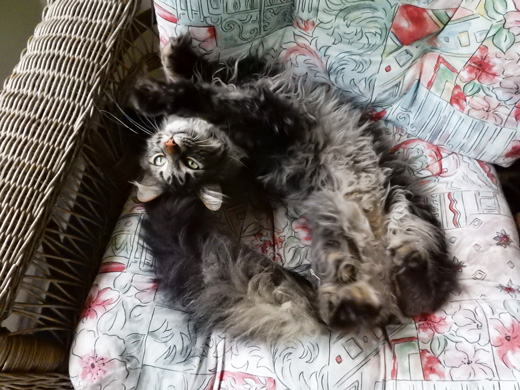 A Cat stretching
