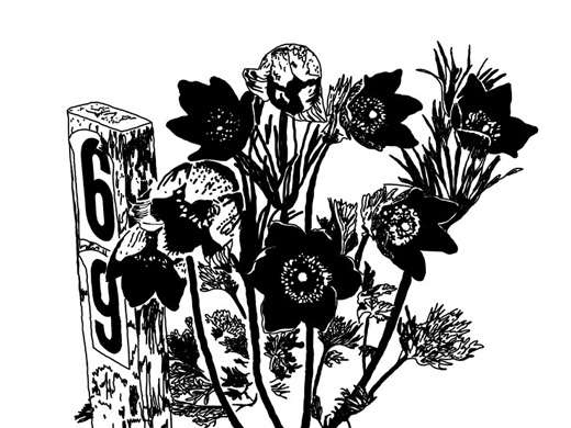 Pasque Flowers Illustration